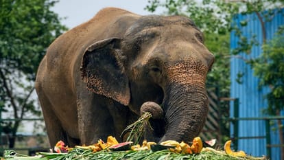 elephants freed from the cruel shackles of the circus celebrated their freedom