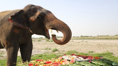 elephants freed from the cruel shackles of the circus celebrated their freedom