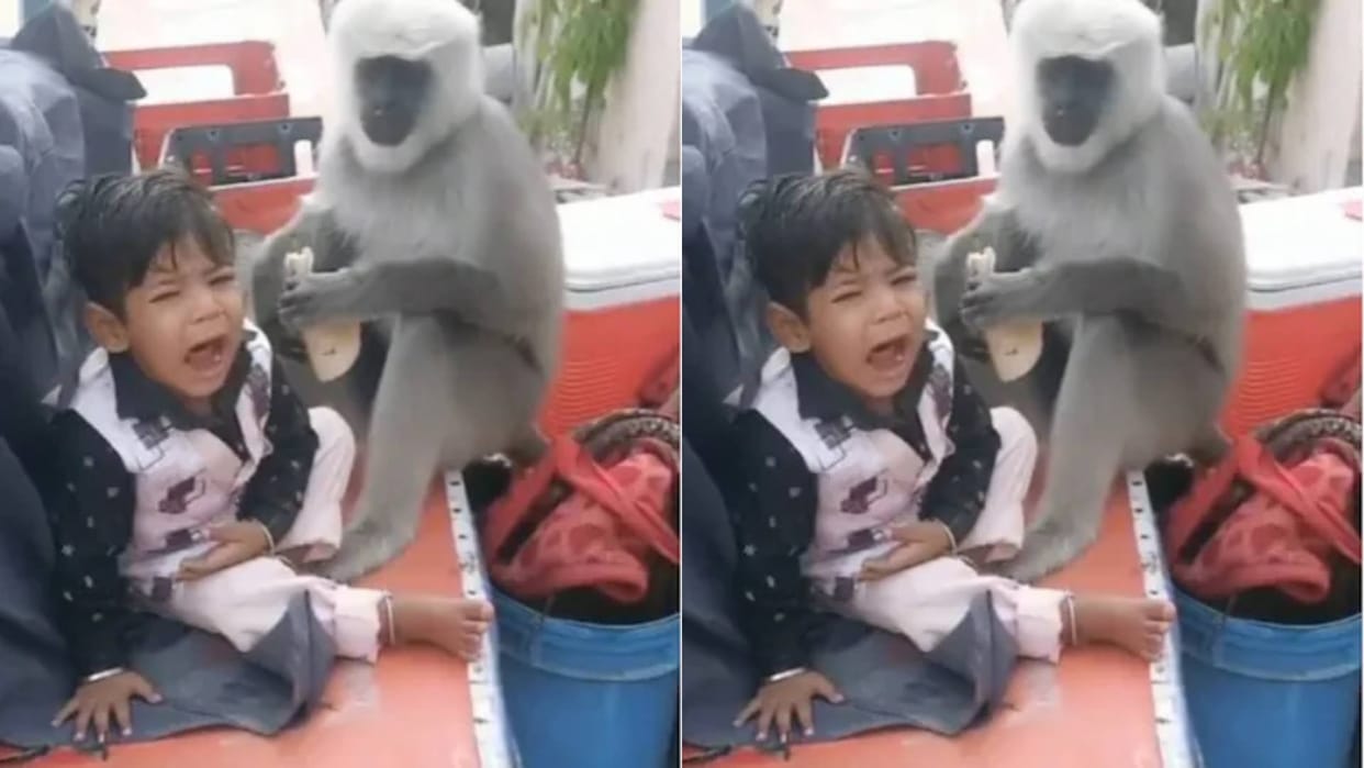 A monkey was eating the bread snatched from the son and the father was making a video goes viral