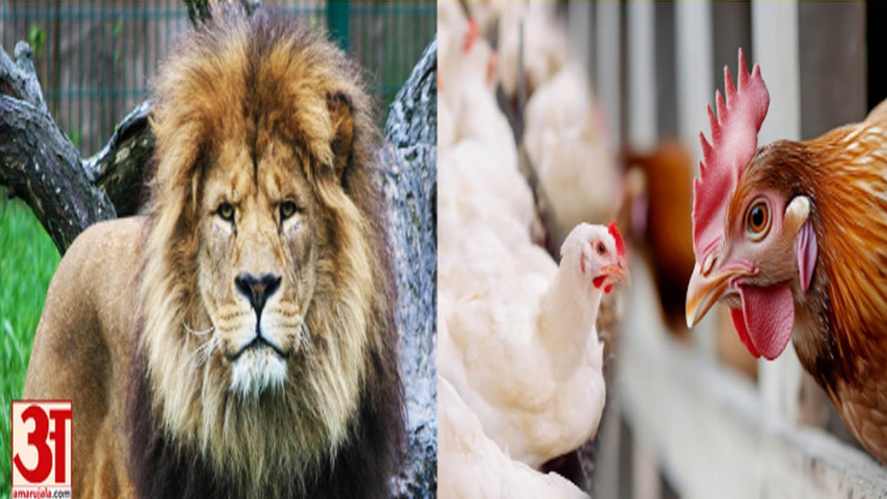 Bird flu in Kanpur, District Magistrate appeals, do not touch dead birds if found anywhere