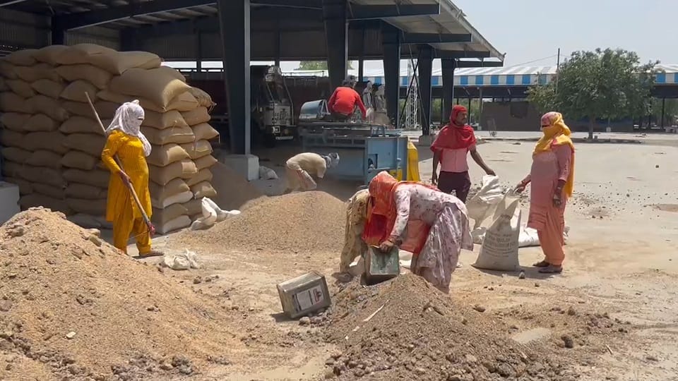 Wheat spoiled in Rohtak grain market due to rain
