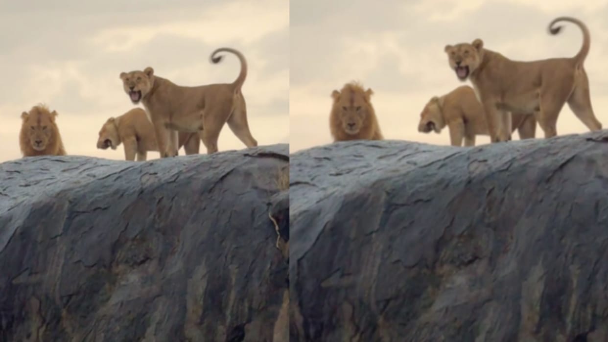 lion stalks cubs mother lioness to protect her child video goes viral
