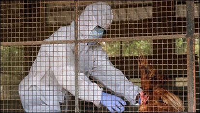 first person to die from a rare H5N5 strain of bird flu know details in hindi