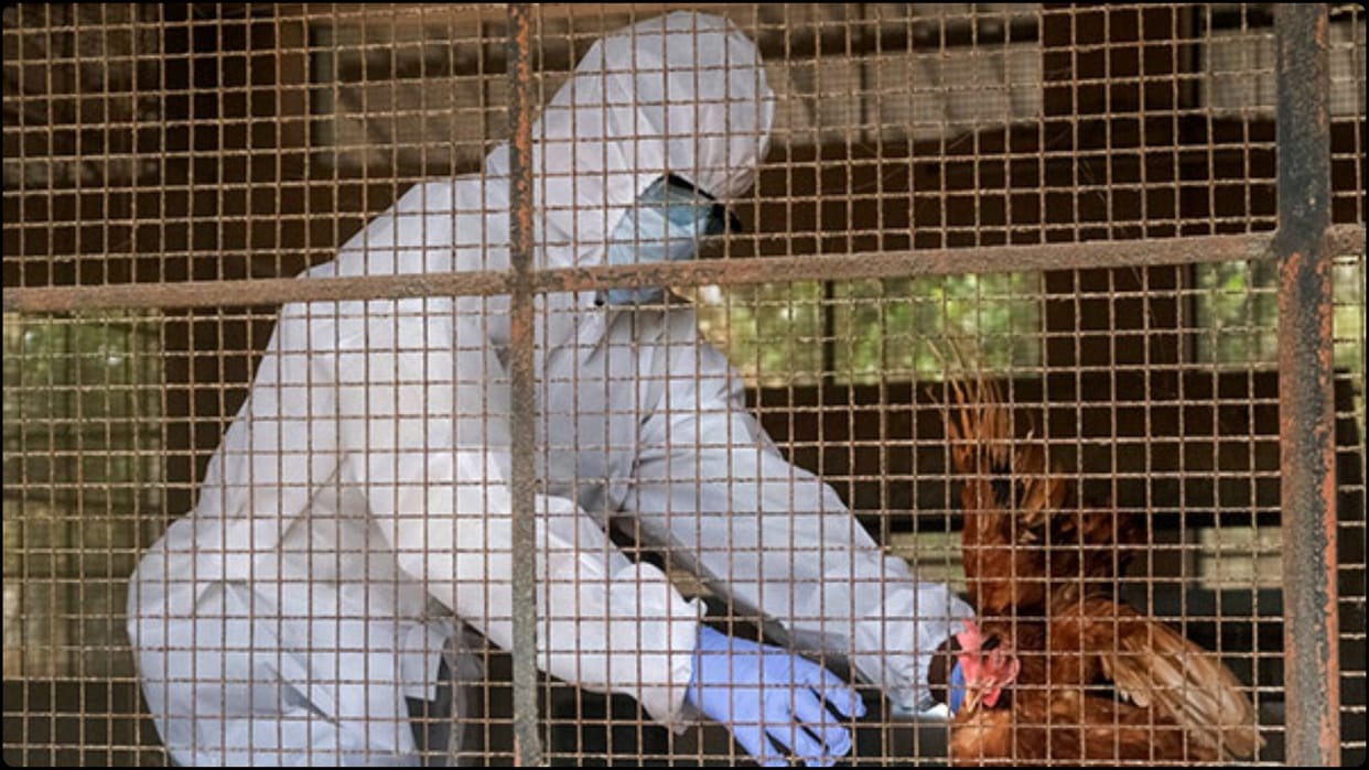 Mexico, Chile and Uruguay halt poultry imports from Brazil after bird flu outbreak