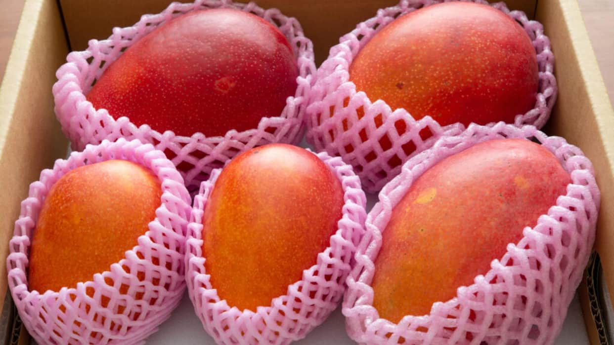 Most Expensive Mango in World Japan Miyazaki Price in India Know All Details in Hindi