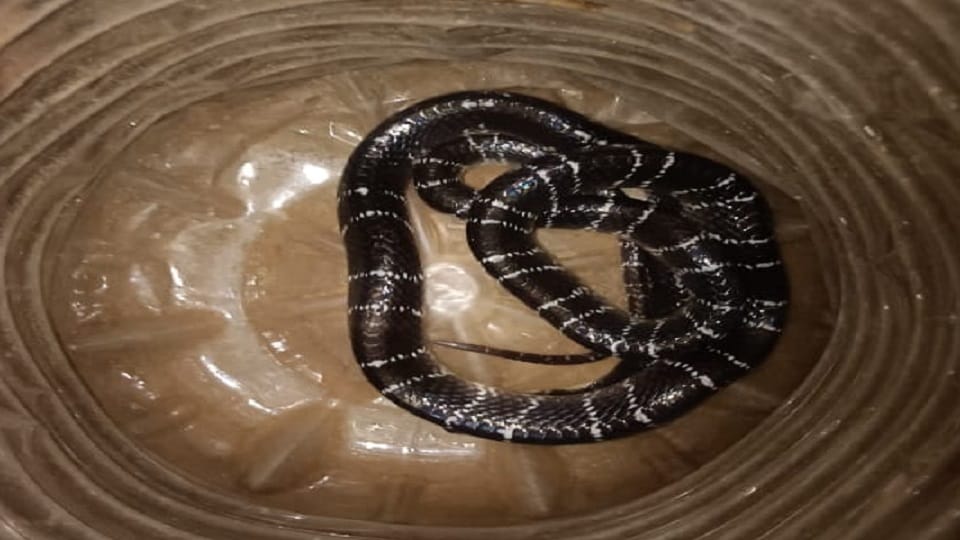 Brought poisonous krait along with vegetables from the market in Korba