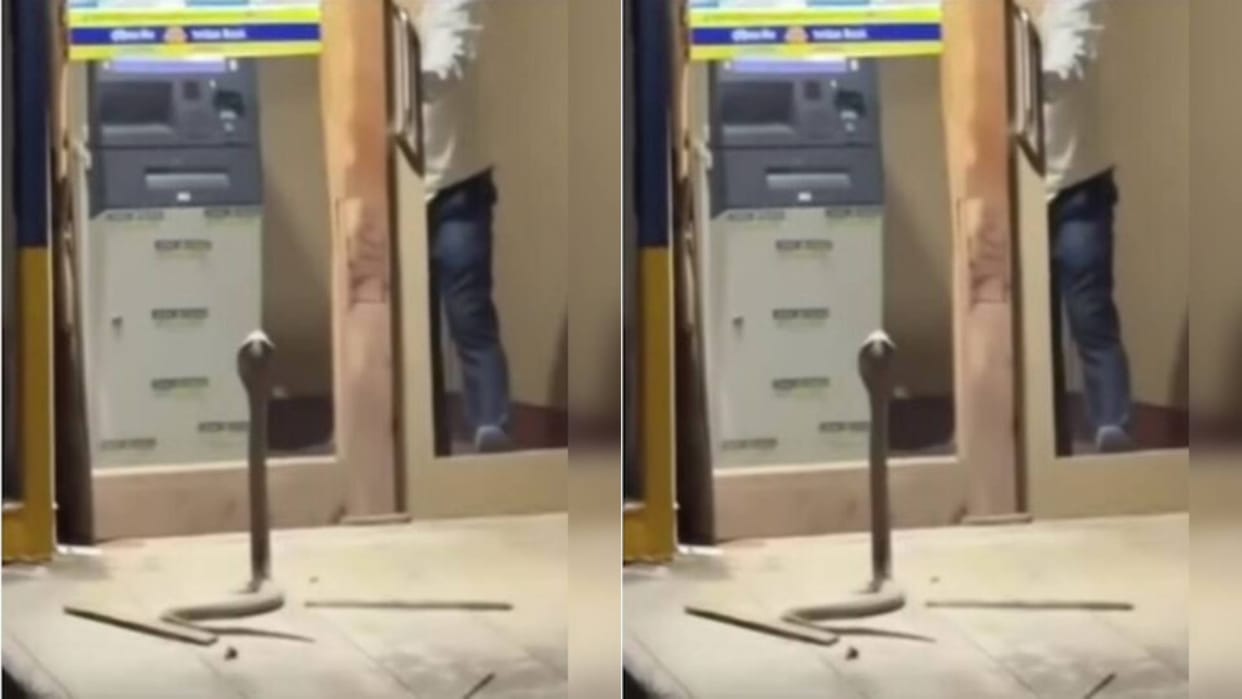 A snake was sitting outside ATM with its hood spread Boy sat near the machine out of fear Video goes viral