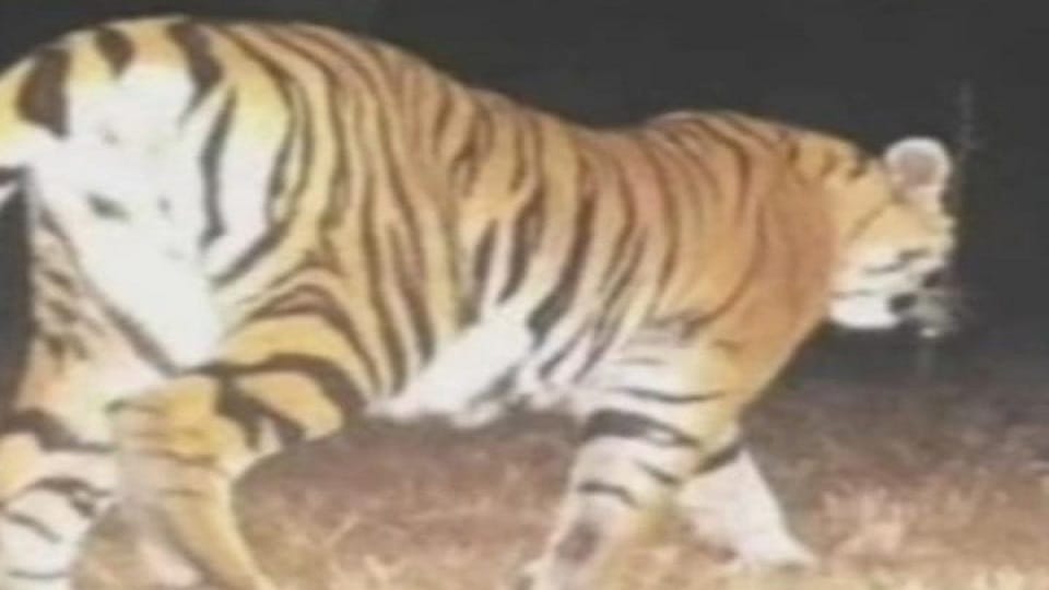 Lion enters the forest of Chaiturgadh kills two buffaloes panic prevails among villagers  in Korba