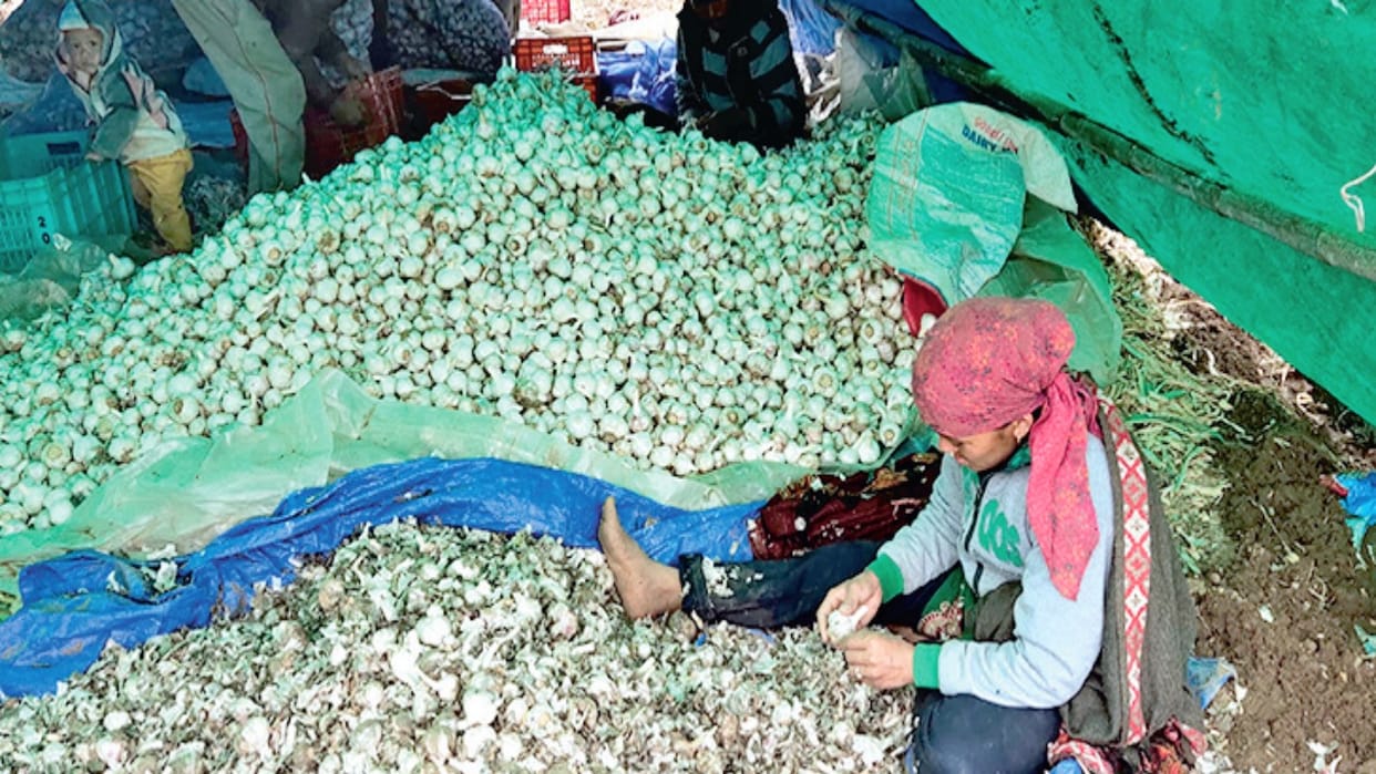 The fragrance of Himachali garlic reached South India, demand increased