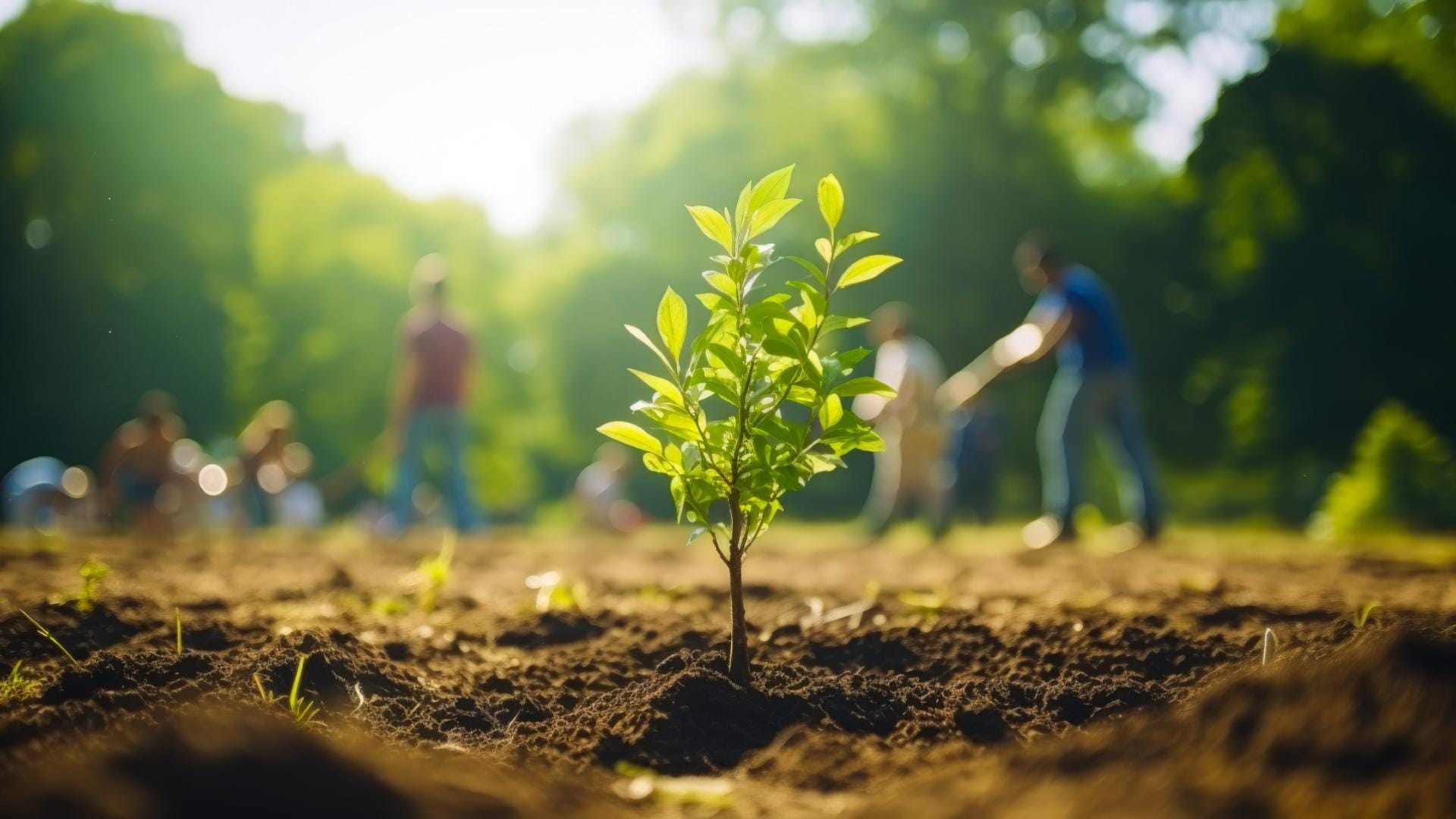 Gardening Tips How to protect trees from drying out in summer garmi mein paudhon ko kaise bachayen disprj