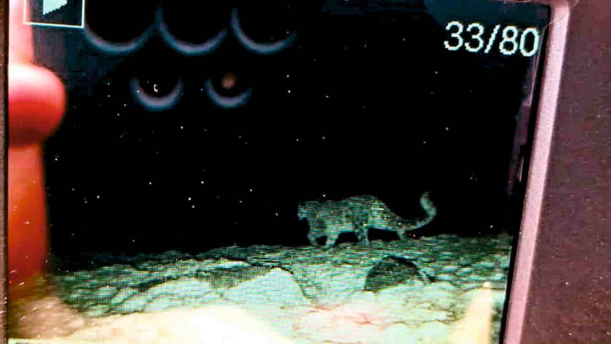 Snow leopard captured on camera in Kedarnath Wildlife Sanctuary Uttarakhand News in hindi