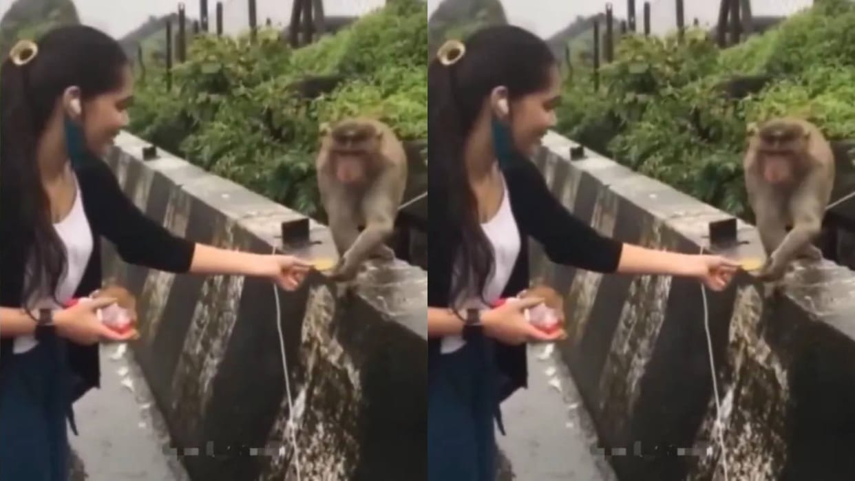 Girl gets international humiliation tried to feed biscuits to four monkeys video goes viral on Internet