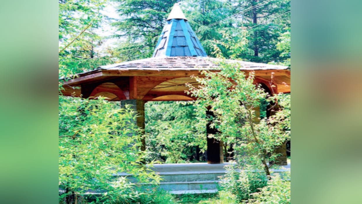 Himachal: 12 tree species brought by the British discovered after 100 years, included in documents