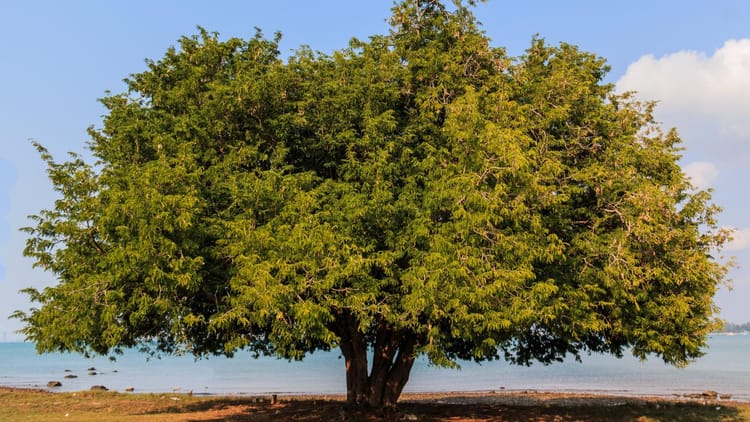 Uttarakhand: दूनघाटी में प्रत्येक दिन कम हुई 40 लाख लीटर ऑक्सीजन, विकास परियोजनाओं के लिए हरे पेड़ों का कटान