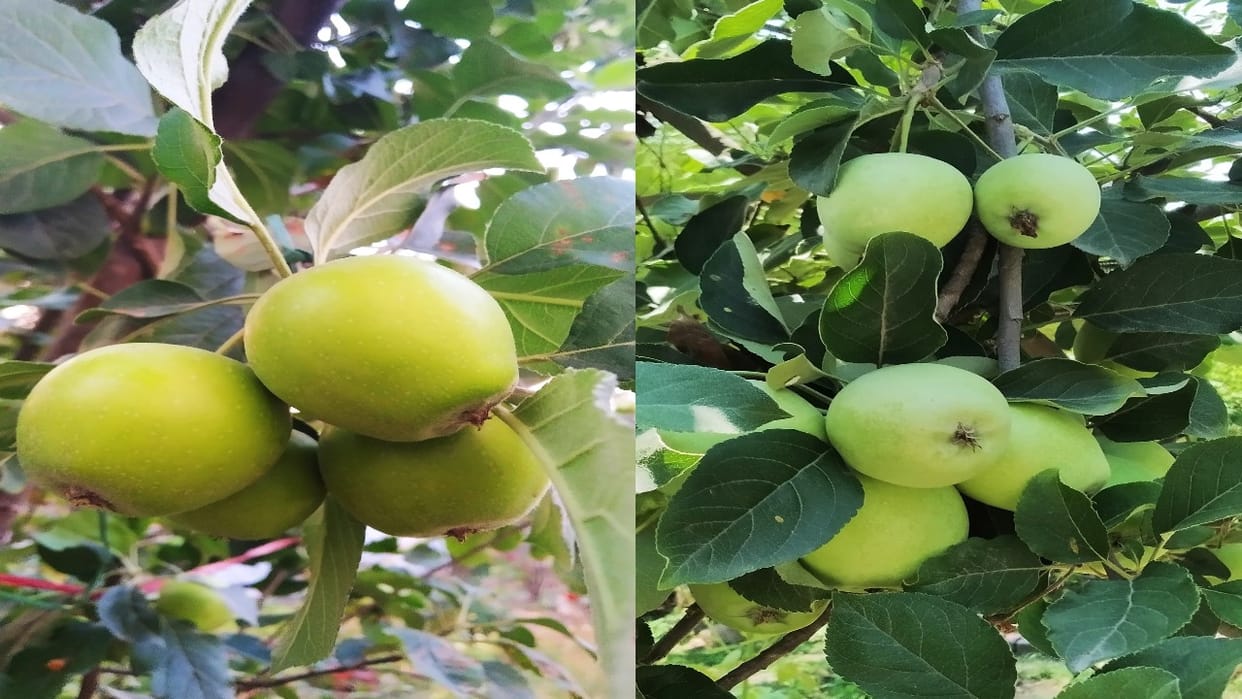 young man grew apples in Bela of Naidun, planted the saplings four years ago, learned gardening like this