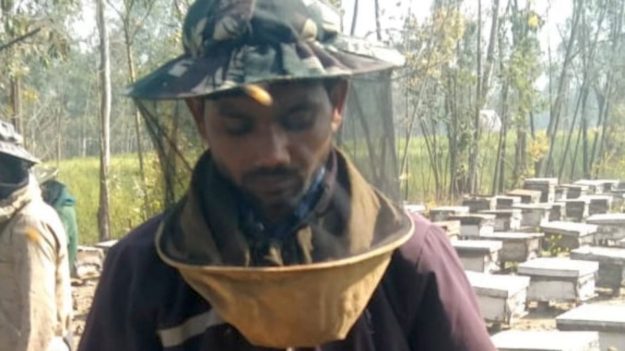 Poison filled in the nectar of flowers bees are dying after sucking it in bareilly