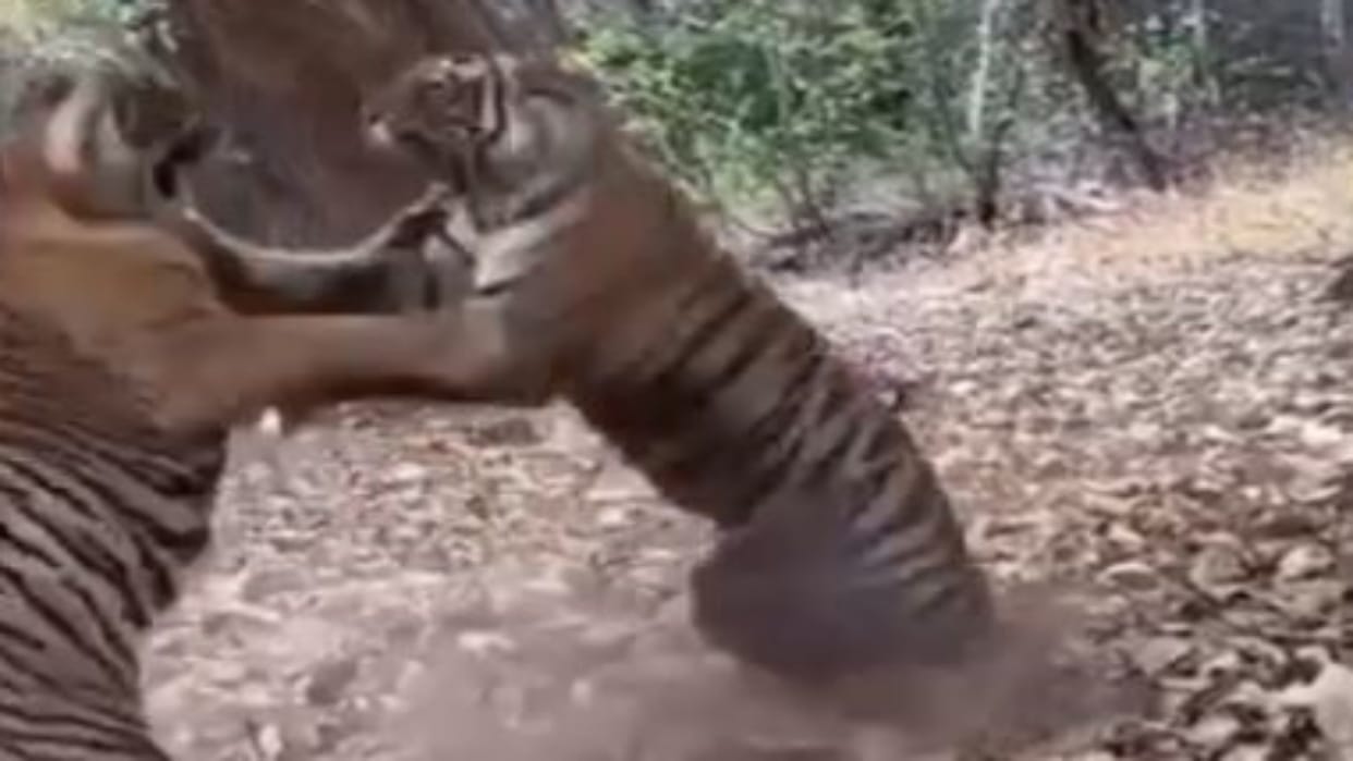 Ranthambore National Park: Territorial Clash Between Tigers, Fight Between Noori and Arrowhead’s Daughter