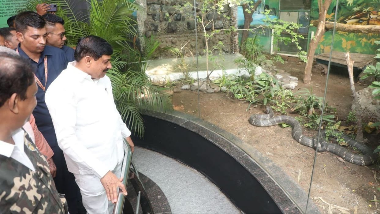 Indore News: Male King Cobra Gifted to Zoo by CM, Boost to Breeding Program Ahead of Monsoon