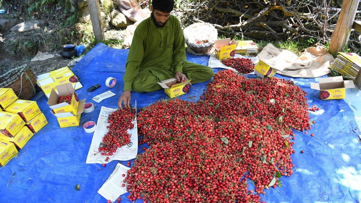 The sweetness of Kashmiri cherry has now reached abroad, the first consignment reached Saudi and UAE, now farm