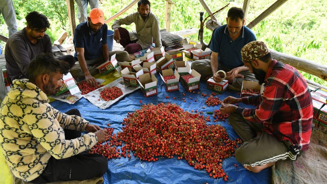 Cherry prices fall due to fall in number of tourists and low demand in the market