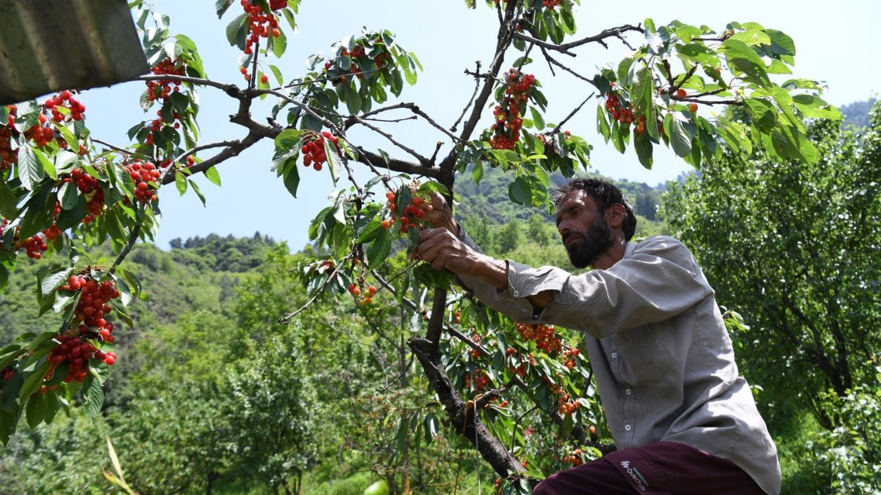 Cherry prices fall due to fall in number of tourists and low demand in the market