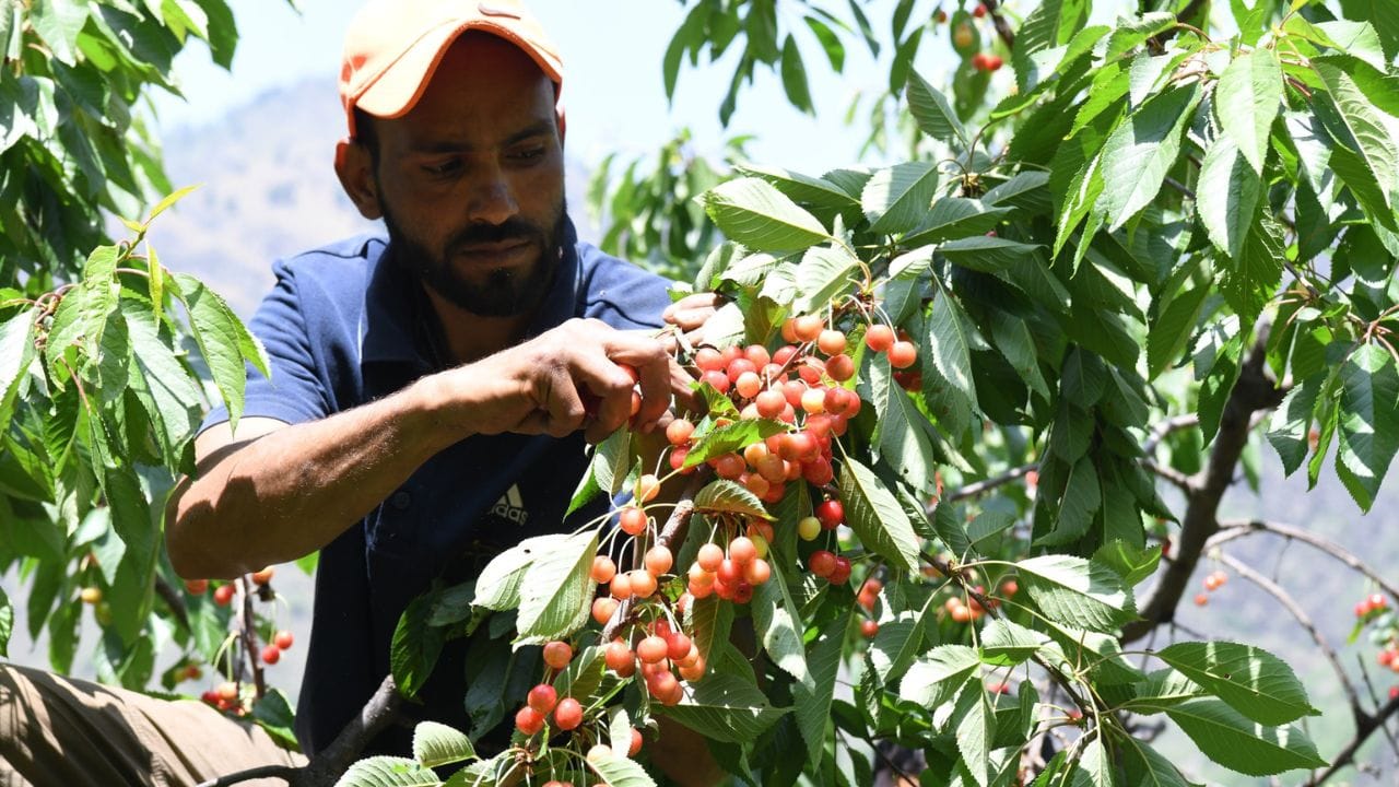 Cherry prices fall due to fall in number of tourists and low demand in the market