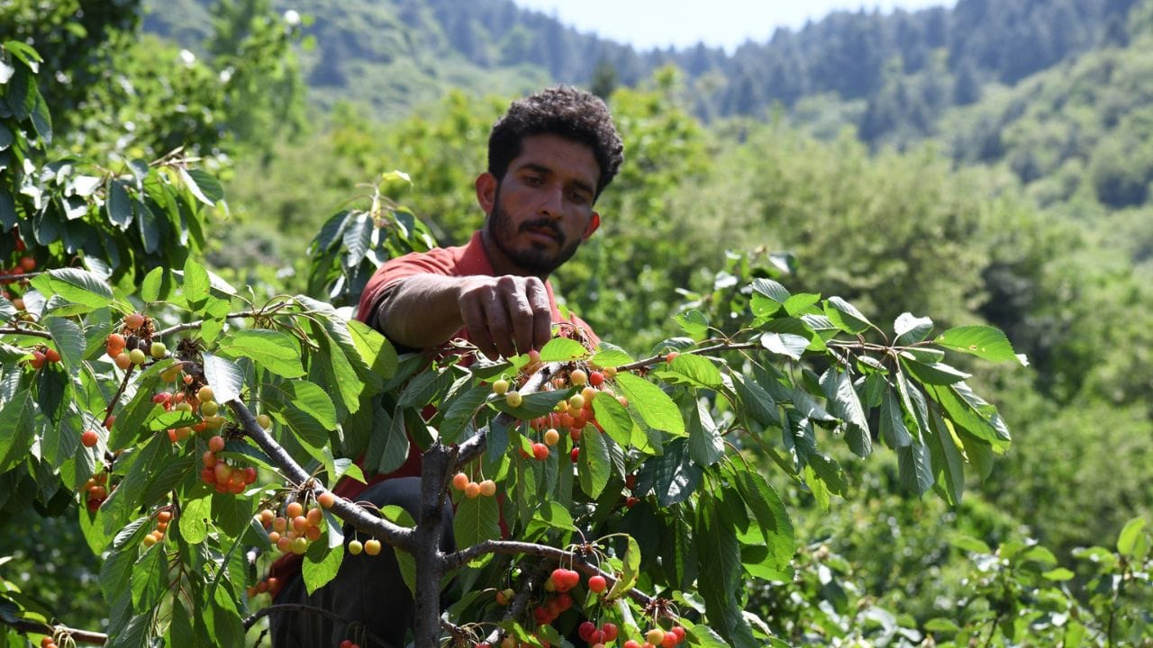Cherry prices fall due to fall in number of tourists and low demand in the market