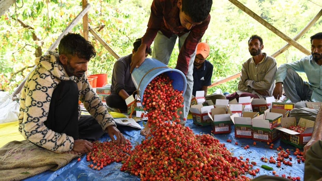 Cherry prices fall due to fall in number of tourists and low demand in the market