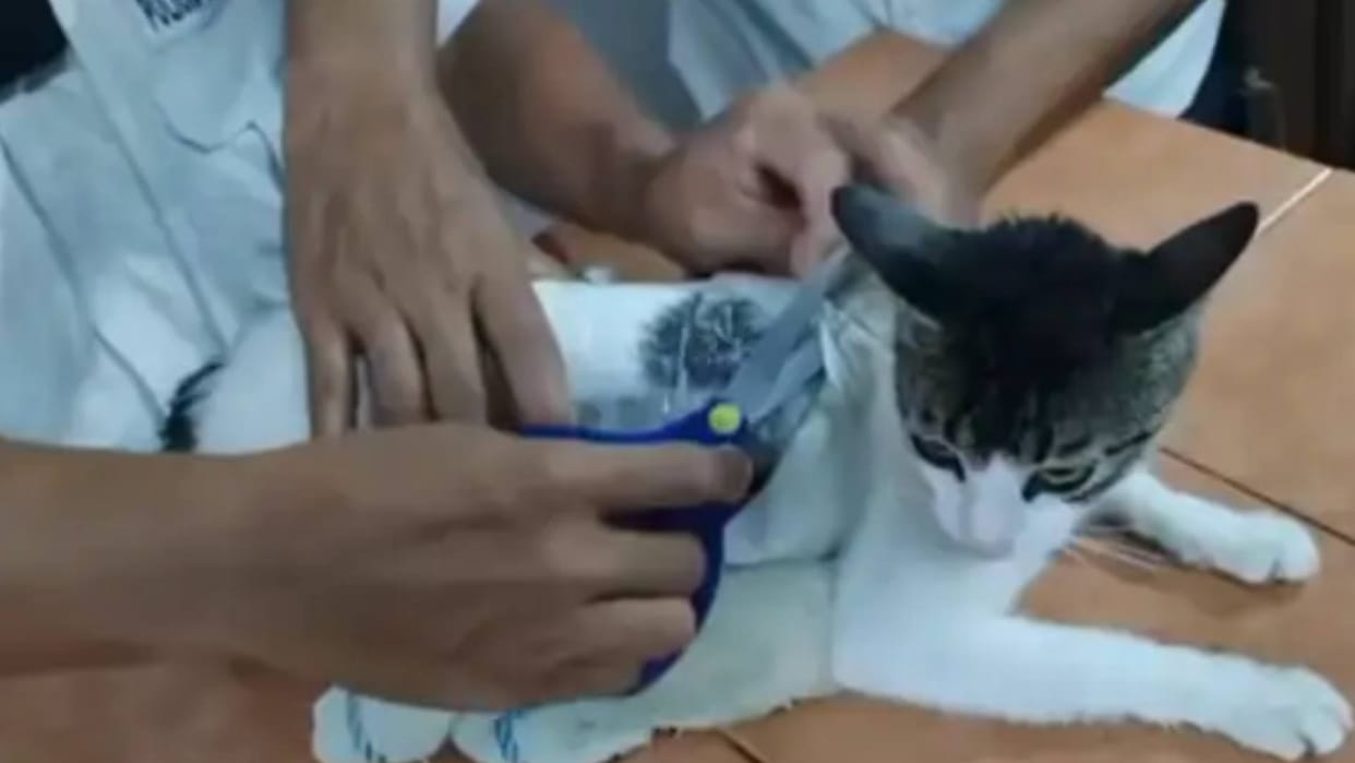 A cat stealthily going inside jail at night when officers caught it it had a bag tied on its back Video Viral