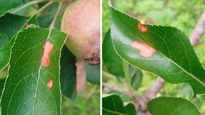 Himachal copper colored spots on apple leaves even popular fungicides are not working