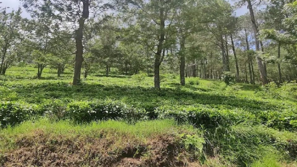 Tea Production Uttarakhand is on the path to becoming a major player in global tea industry