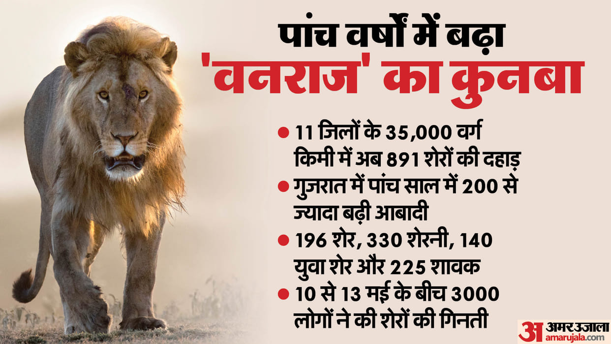 Lion population in Gujarat goes up from 674 to 891 in 5 years; footprint expands too