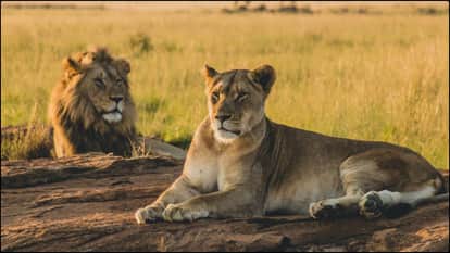 ioness lion fight save cub lion wild animal attack video