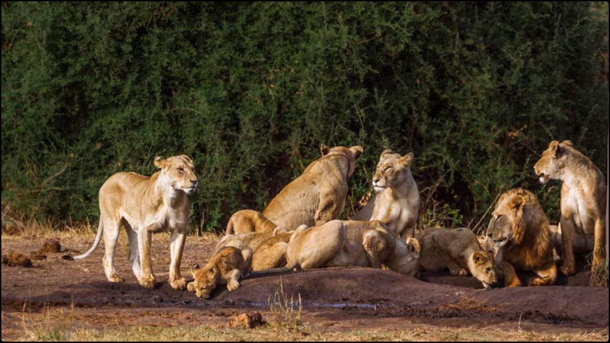 Why lion live in group Know amazing facts and details about prides sher jhund mein kyu rehte hain