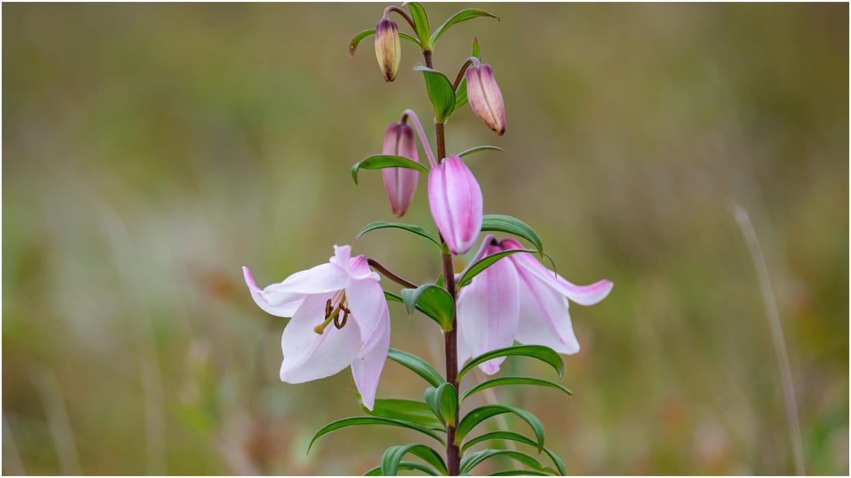 Shirui Lily Festival 2025 Begins In Manipur Dates, Events and Significance in hindi