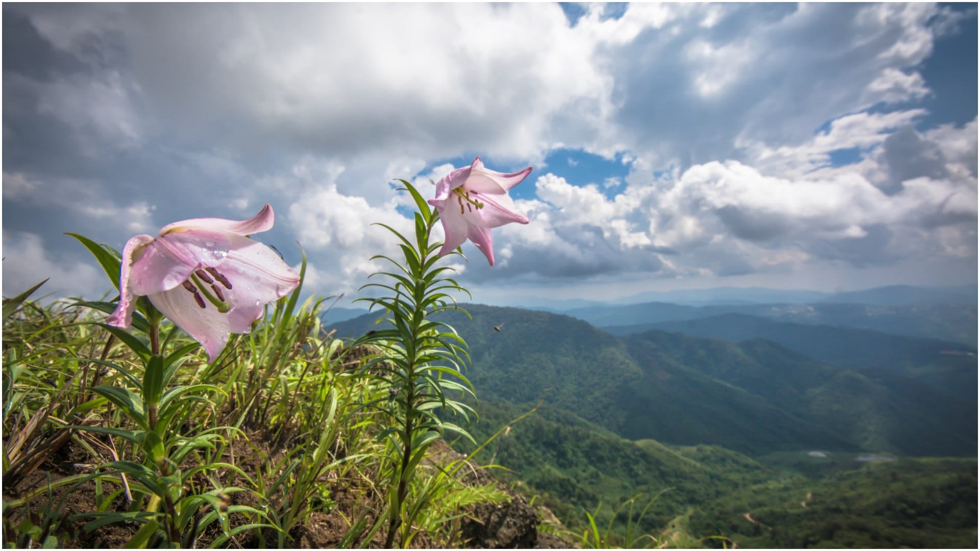 Shirui Lily Festival 2025 Begins In Manipur Dates, Events and Significance in hindi