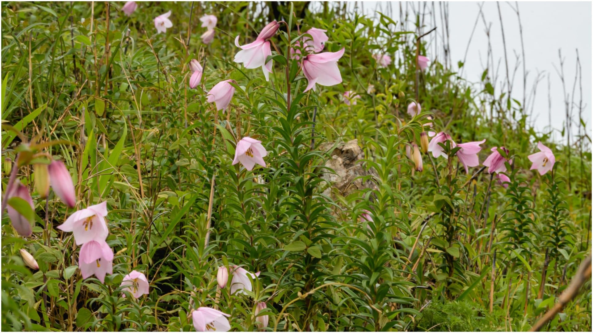 Shirui Lily Festival 2025 Begins In Manipur Dates, Events and Significance in hindi