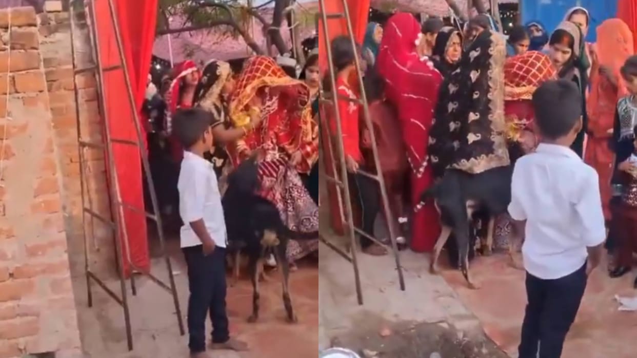 Dog blocked the way of the bride during Vidaai started crying while holding her lehenga Video Viral