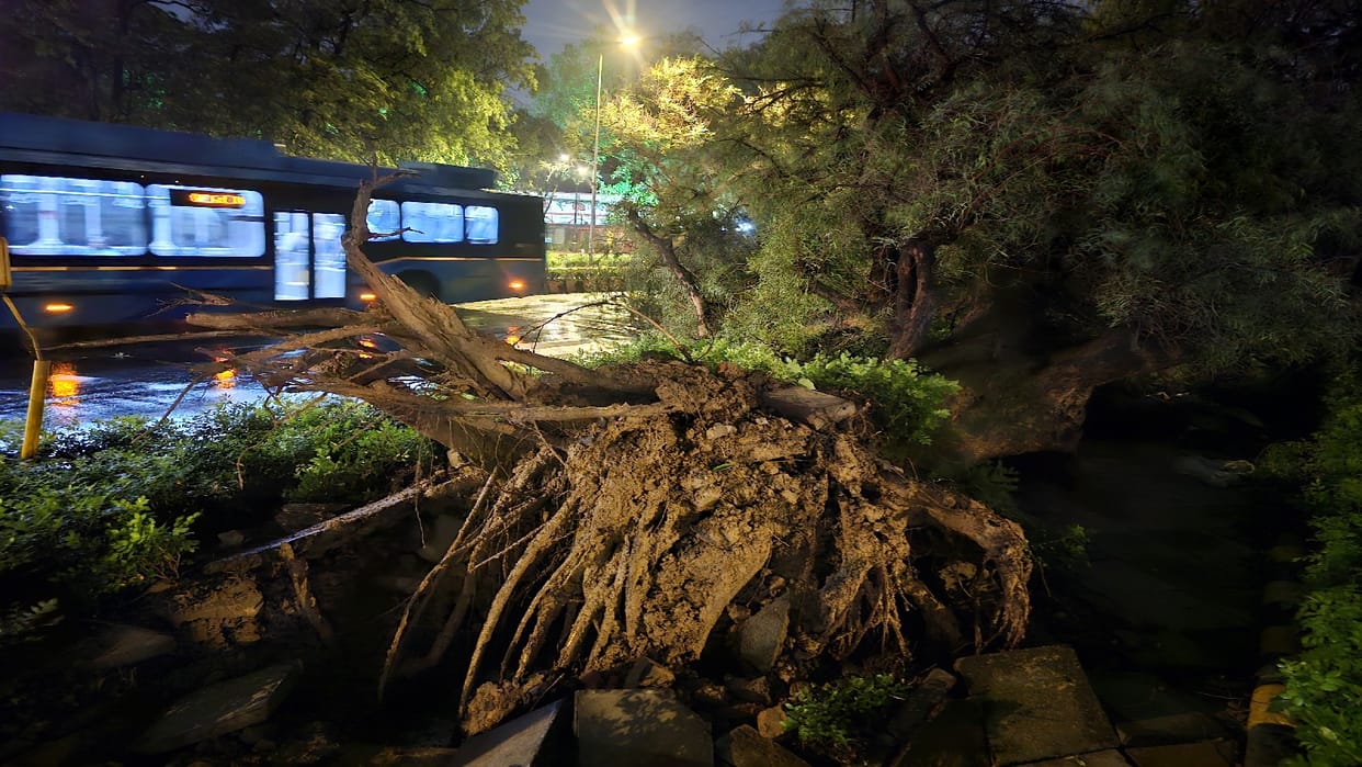 Storm and Rain Havoc in UP 19 Dead Hundreds of Trees Uprooted Across Eastern and Western Districts