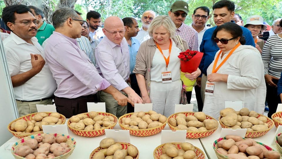 Potatoes help in curing blood deficiency Such varieties will be produced in Agra which will be rich in iron