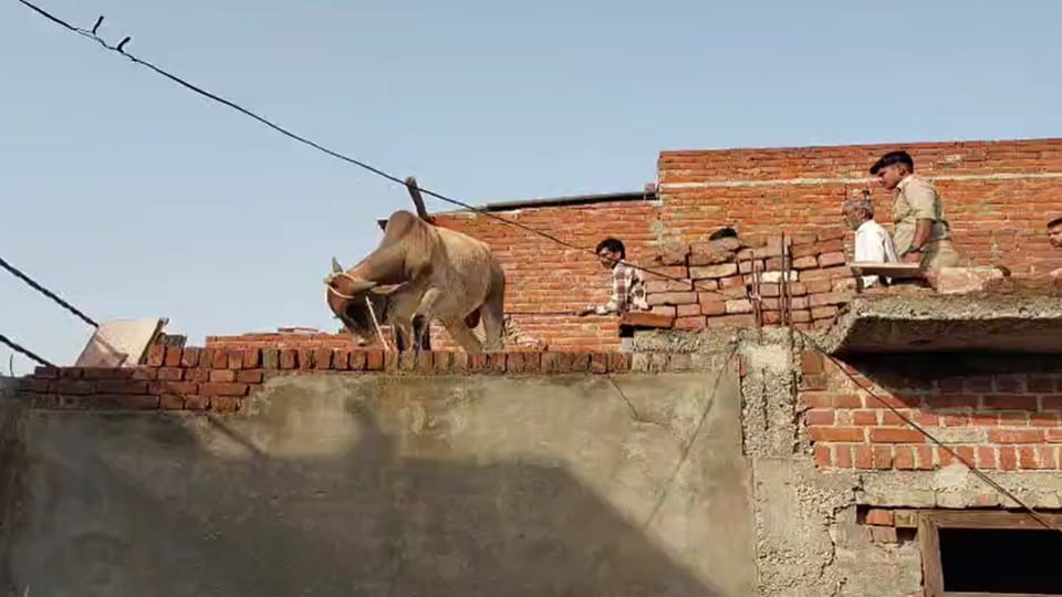 Bull climbed on the roof of the house