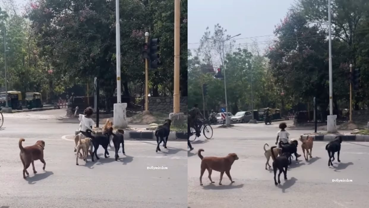 Dogs Little girl video pack of dogs helped little girl cross the road heart winning video viral