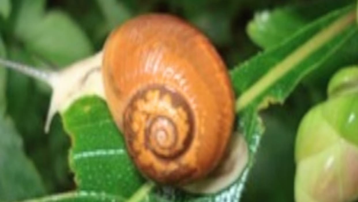 LU research student made discovery made nano gel snail blood heals wounds stops bacteria