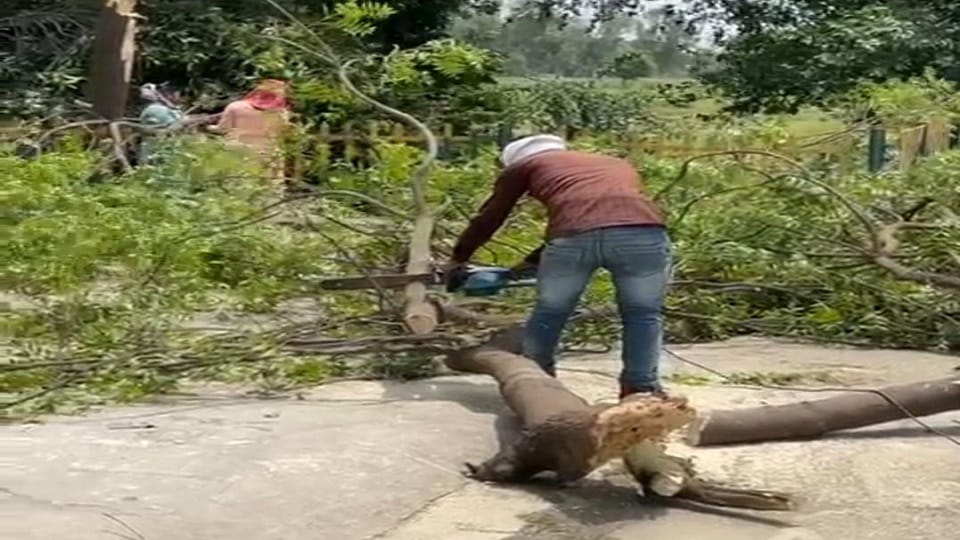 Tree fell on Farrukhabad-Kasganj railway track due to storm