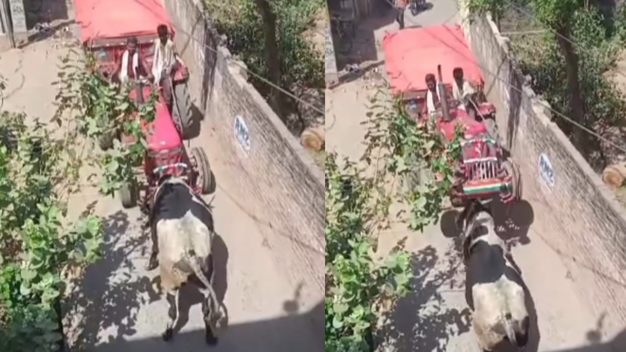 Tractor Blocked Bull Path Driver Waited But What Happened In 2 Seconds Saand Ki Taqat Ka Video