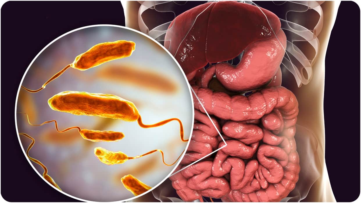 What is Gut Microbiome Know Link Between Gut Bacteria Immunity and Mood