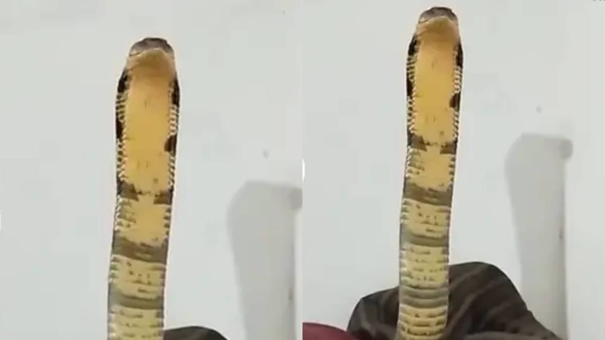 A 10 feet long king cobra suddenly entered house everyone was left breathless Video goes viral on Internet
