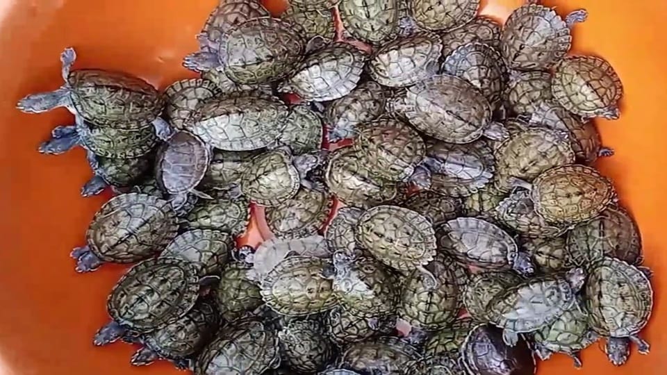 Turtles cleaning the Ganges