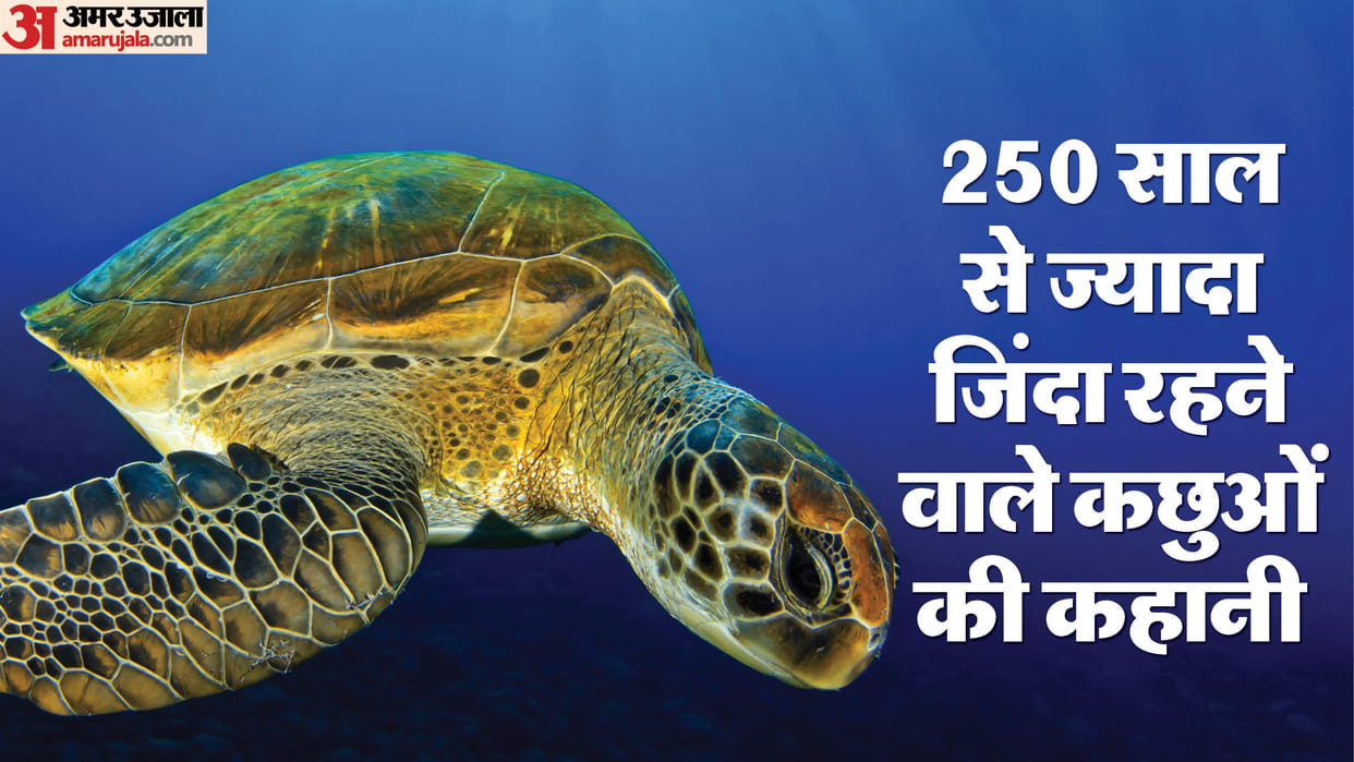 World Turtle Day Significance Of Vishnu Kurma Avatar Symbol of Prosperity Know Details in Hindi