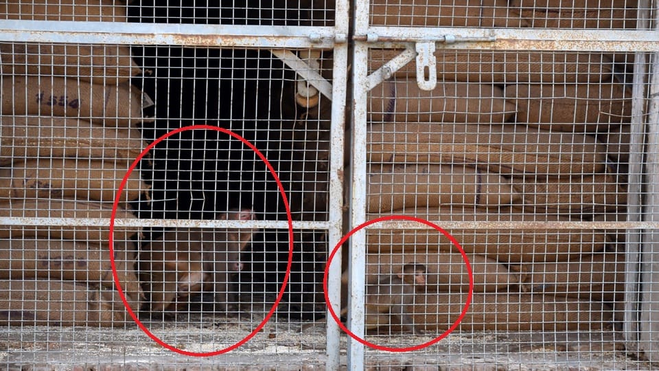 Monkeys eating grains in Aligarh FCI godown